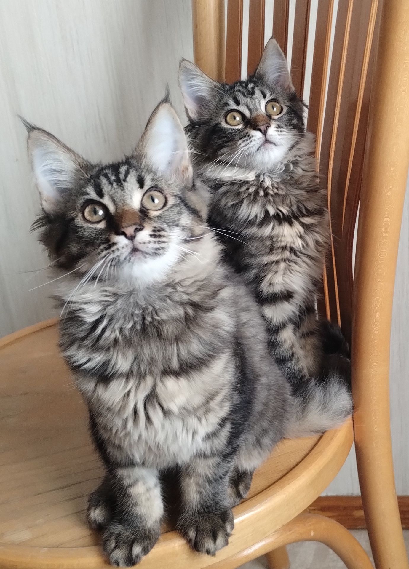 Кошенята безкоштовно