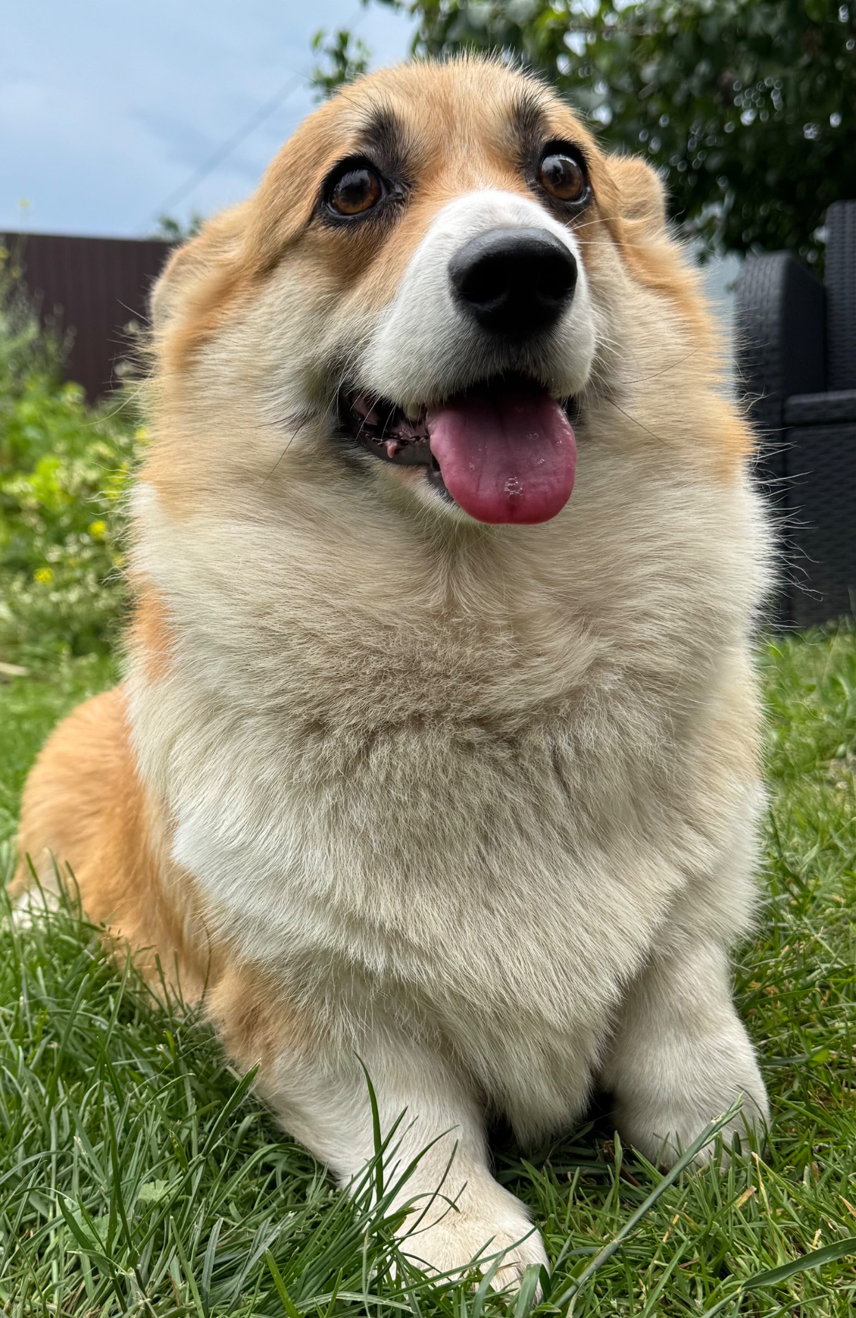 Коргі дівчинка доросла