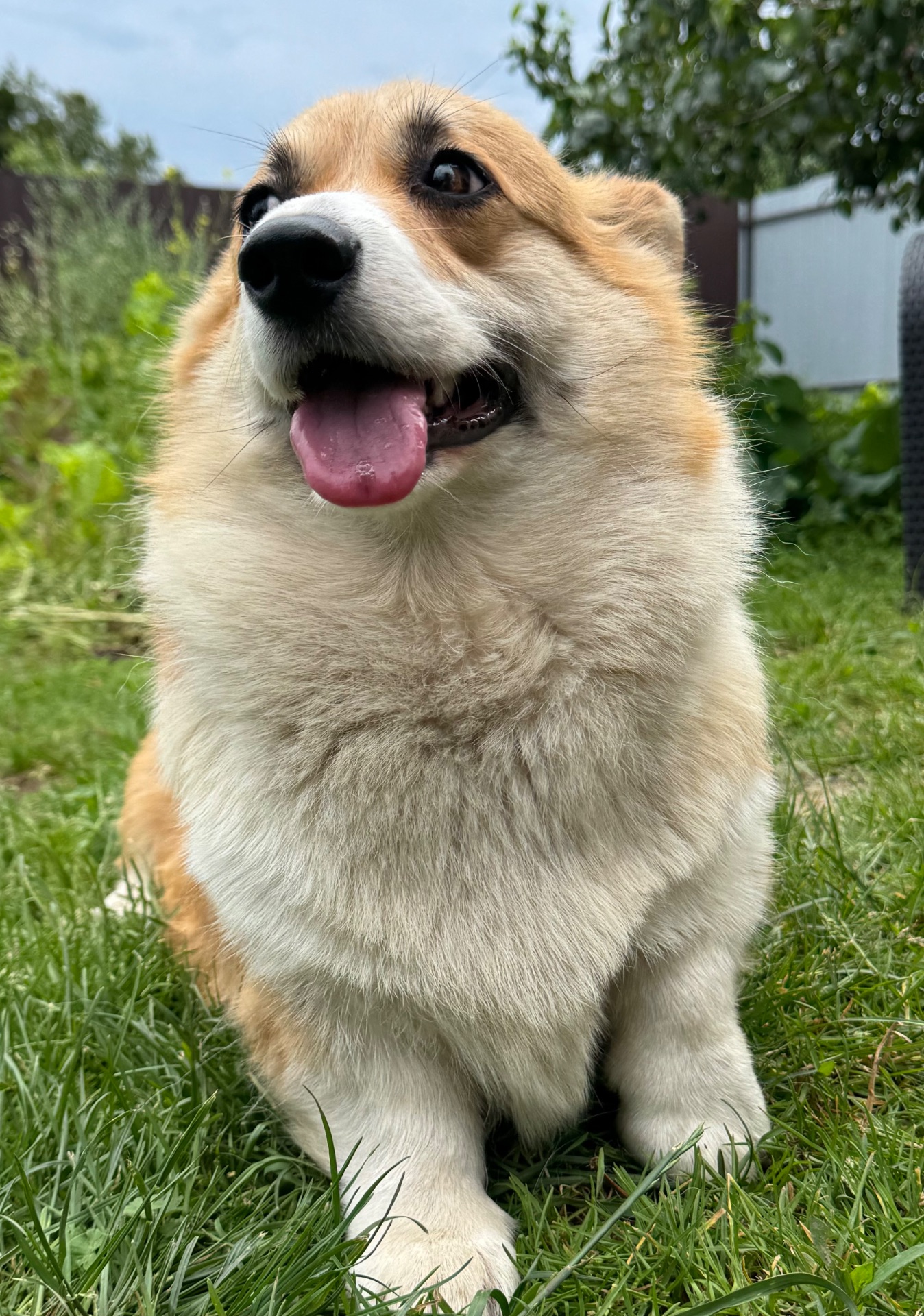 Коргі дівчинка доросла