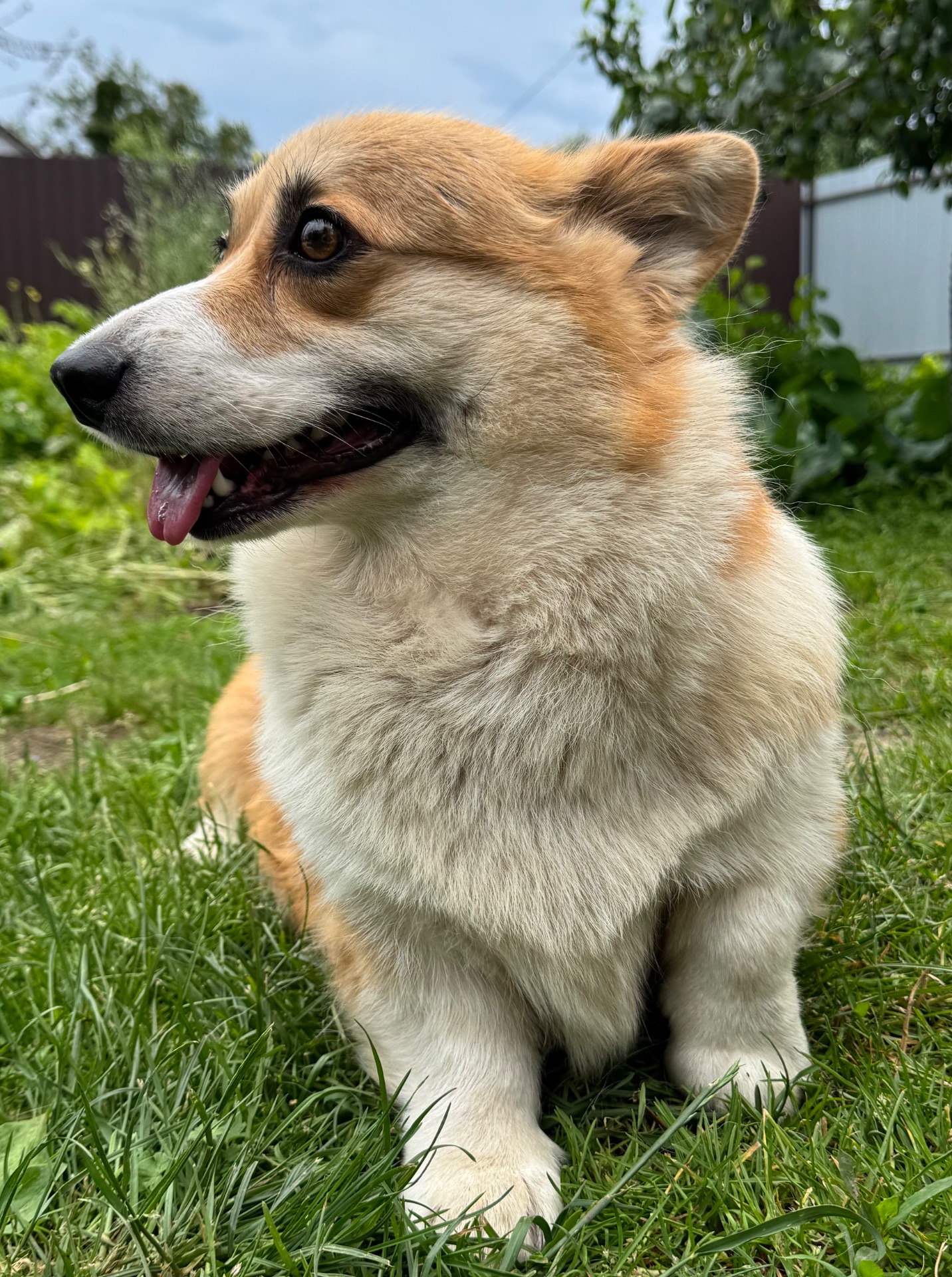 Коргі дівчинка доросла