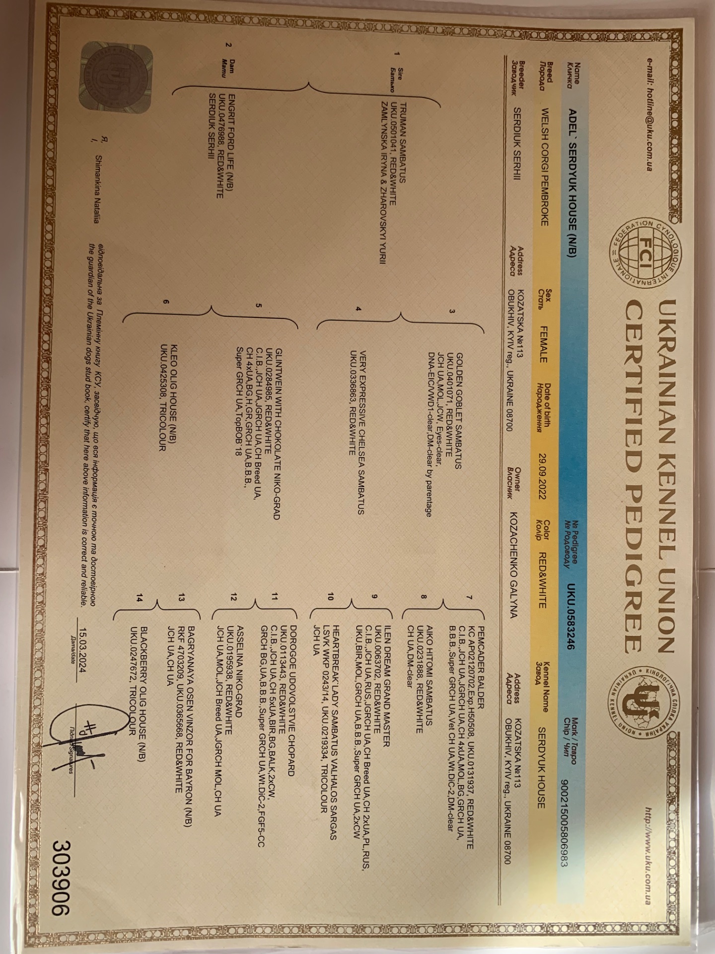 Коргі дівчинка доросла