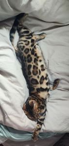 Терміново продаємо бенгальську кішечку.