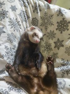 Тхір, хлопчик, для в’язки