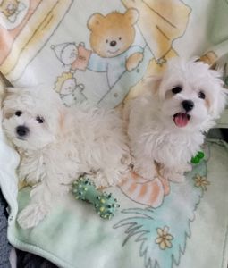 Щенки Мальтийской болонки, Мальтезе ПРЕМИУМ!