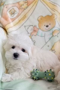 Щенки Мальтийской болонки, Мальтезе ПРЕМИУМ!