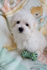 Щенки Мальтийской болонки, Мальтезе ПРЕМИУМ!