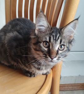 Кошенята безкоштовно