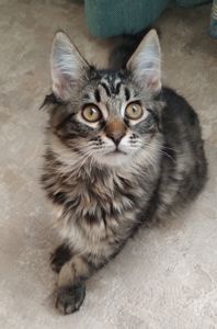 Кошенята безкоштовно