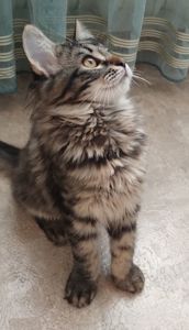 Кошенята безкоштовно