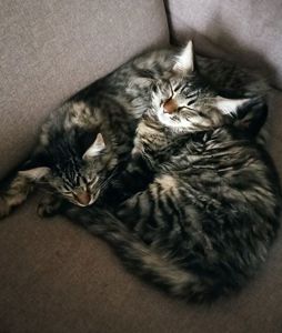 Кошенята безкоштовно