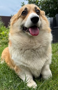 Коргі дівчинка доросла