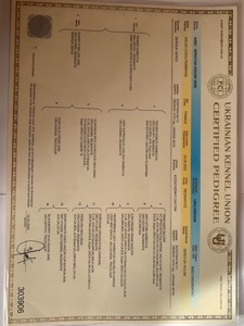 Коргі дівчинка доросла