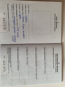 Коргі дівчинка доросла