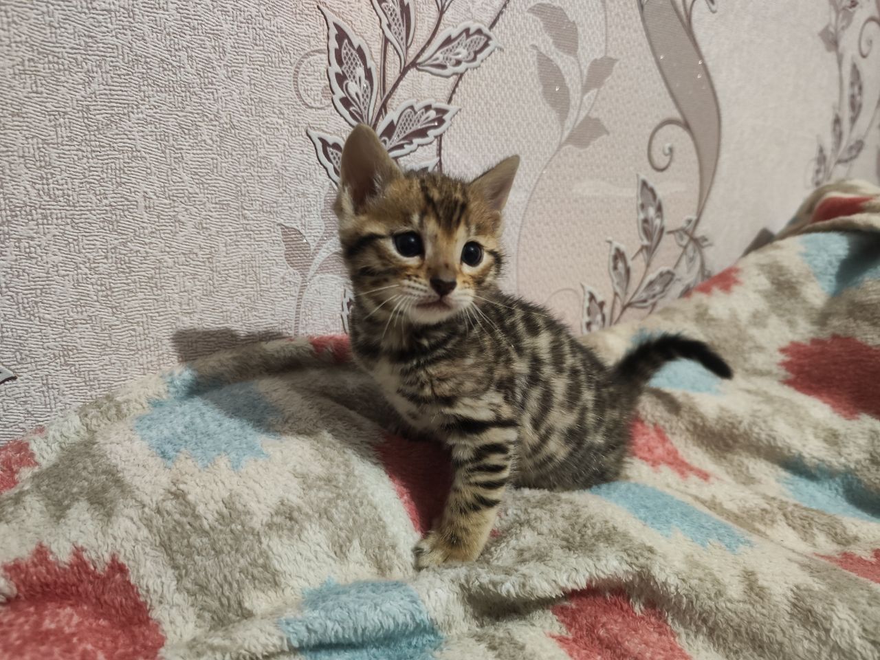 Залишилась одна дівчинка під бронь