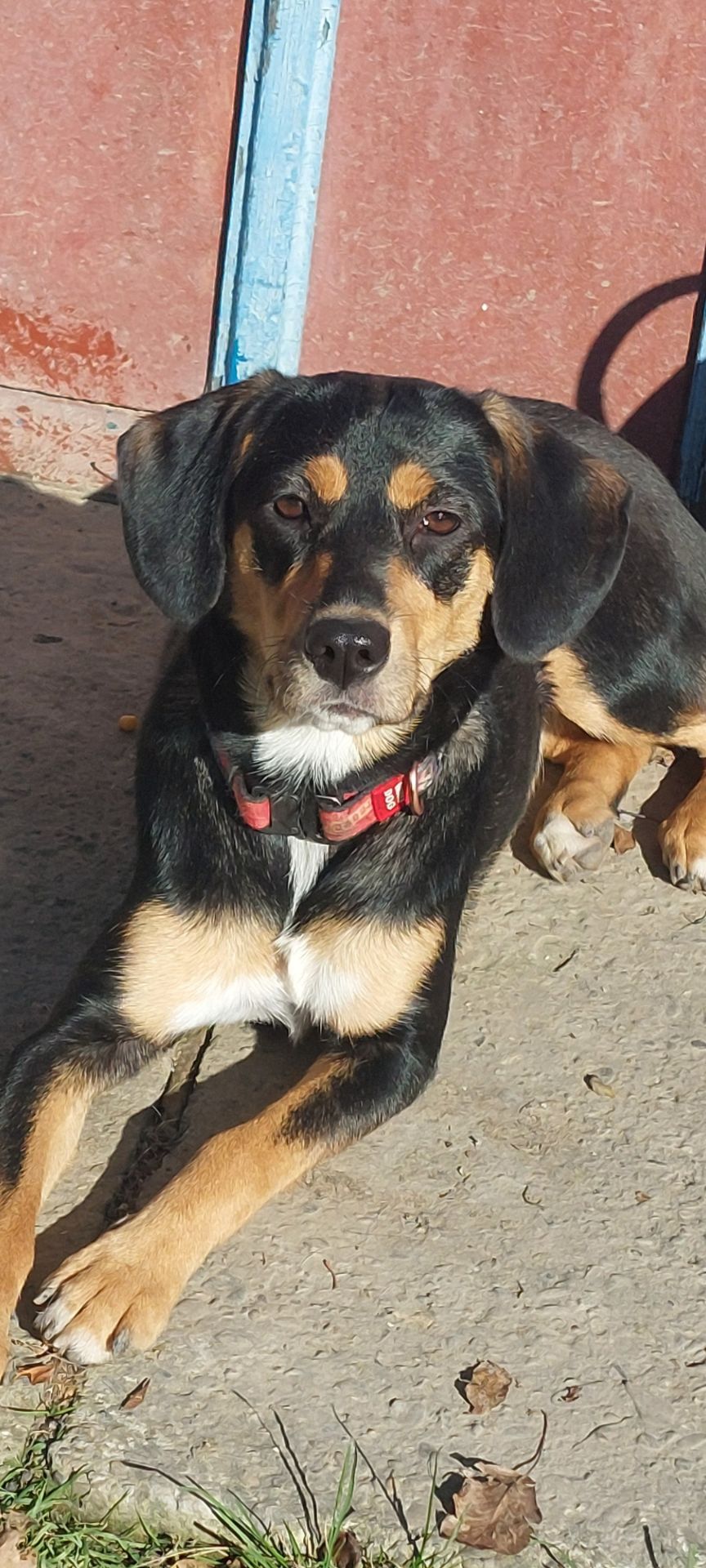 Мила собачка