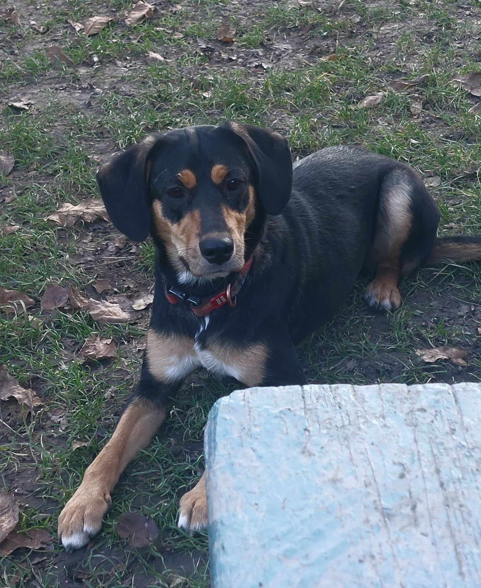 Мила собачка