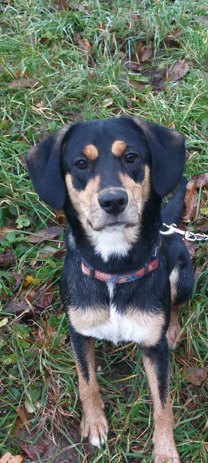 Мила собачка