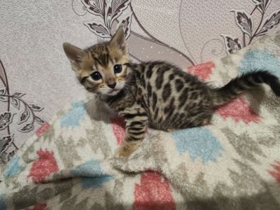 Залишилась одна дівчинка під бронь