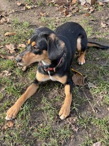 Мила собачка