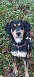 Мила собачка