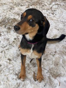 Мила собачка