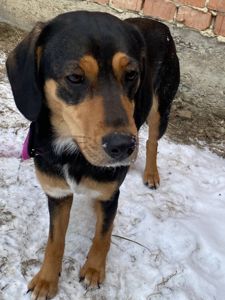 Мила собачка