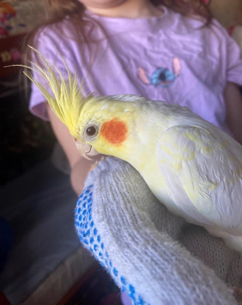 Гарнюня Сонік в добрі руки