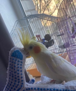 Гарнюня Сонік в добрі руки