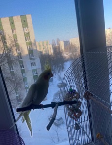 Гарнюня Сонік в добрі руки