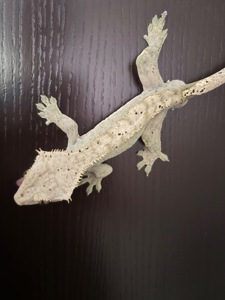 Продам самца бананоеда