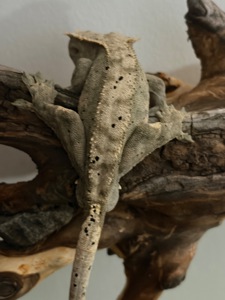 Продам самца бананоеда