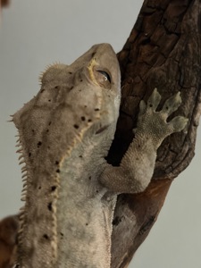 Продам самца бананоеда