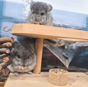 Шиншила пухнастий хвостик