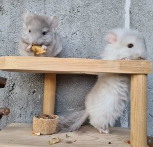 Шиншила пухнастий хвостик