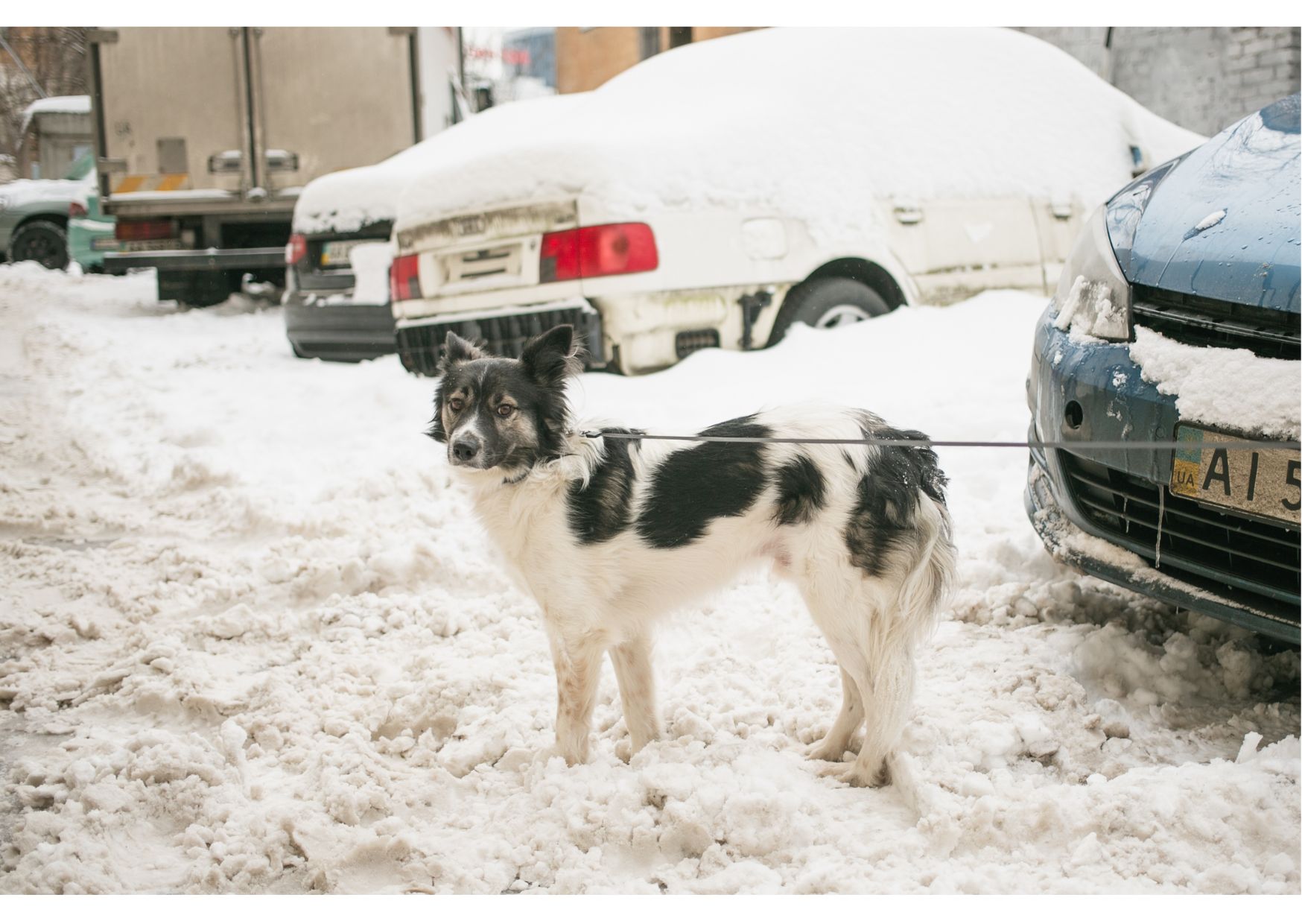 Унікальний хлопчик Бім засиджується на перетримці в очікуванні своїх людей