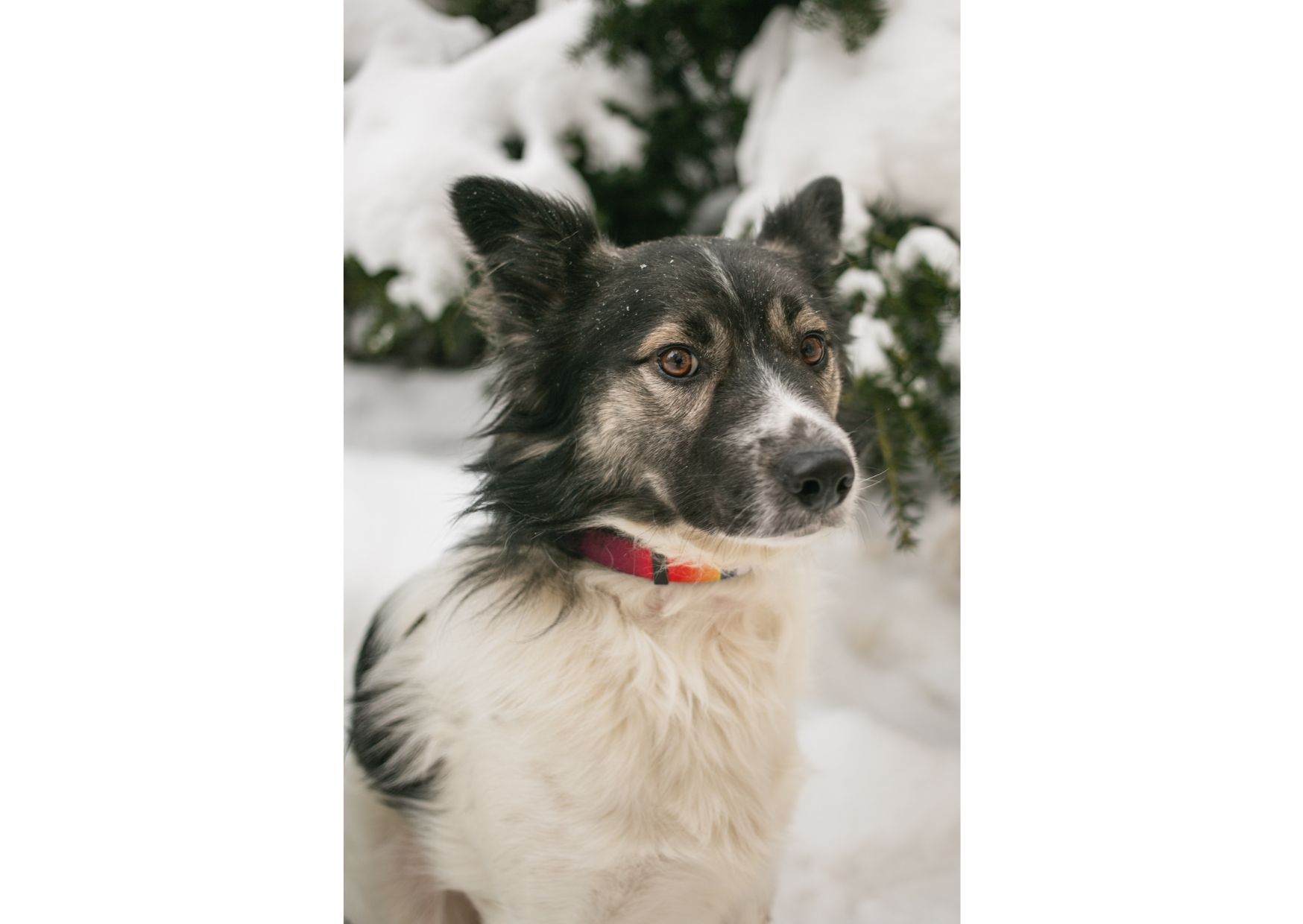 Унікальний хлопчик Бім засиджується на перетримці в очікуванні своїх людей