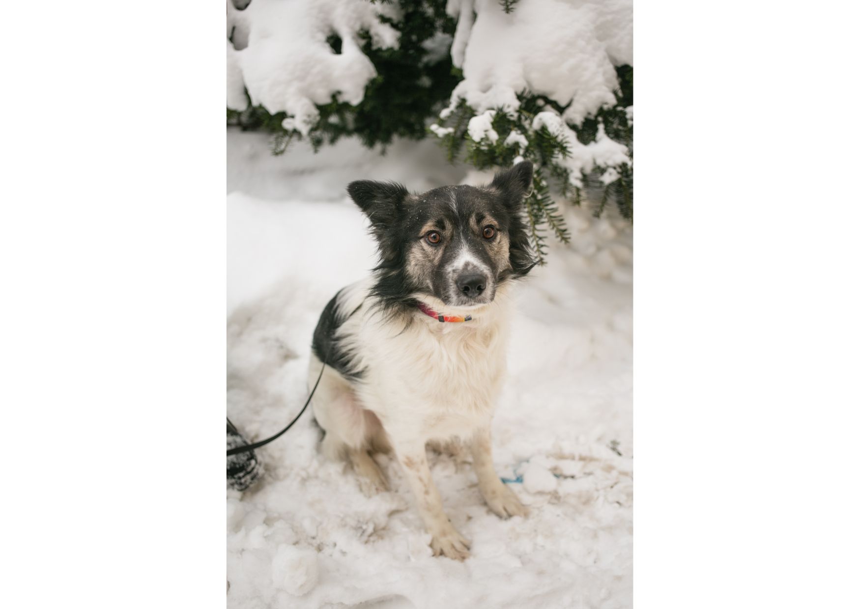 Унікальний хлопчик Бім засиджується на перетримці в очікуванні своїх людей