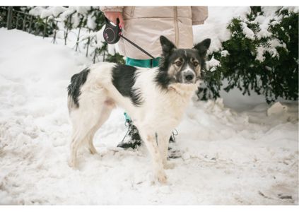 Унікальний хлопчик Бім засиджується на перетримці в очікуванні своїх людей