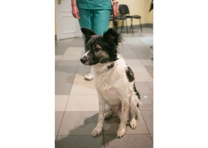 Унікальний хлопчик Бім засиджується на перетримці в очікуванні своїх людей