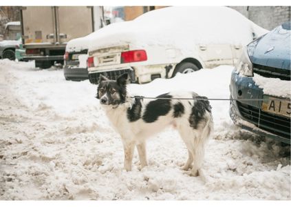 Унікальний хлопчик Бім засиджується на перетримці в очікуванні своїх людей