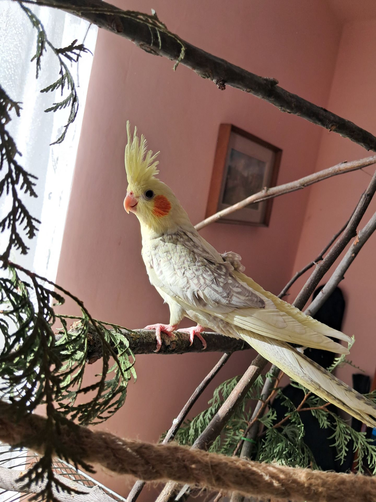 Корелла Домашнього розведення!