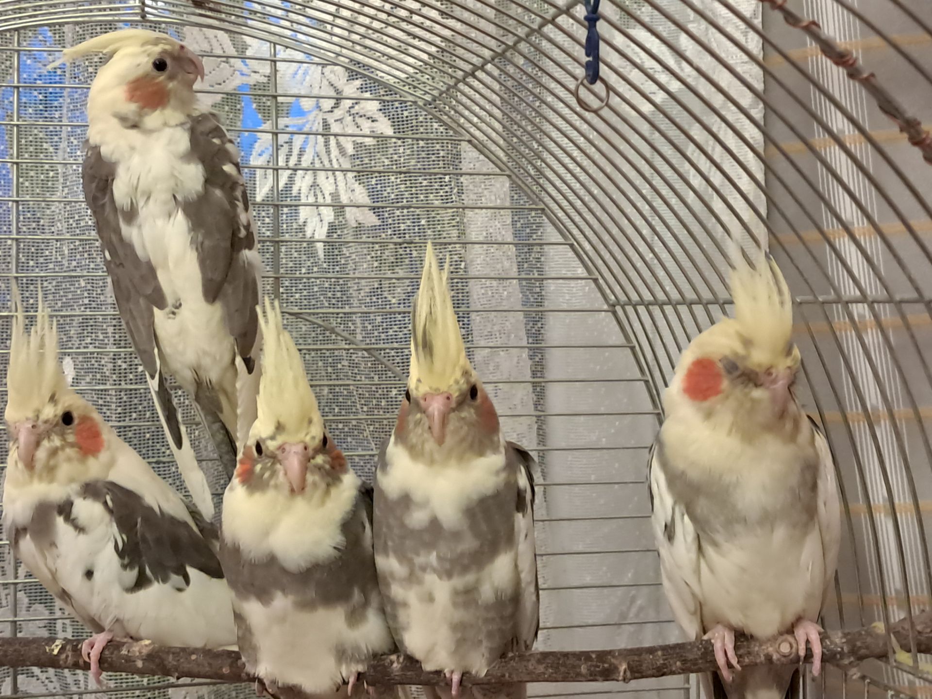 Корелла Домашнього розведення!