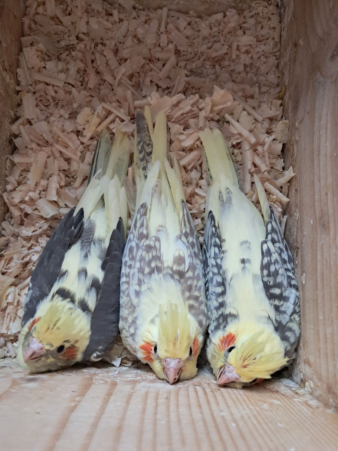 Корелла Домашнього розведення!