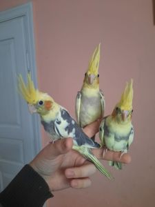 Корелла Домашнього розведення!