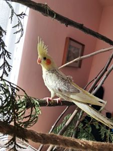 Корелла Домашнього розведення!