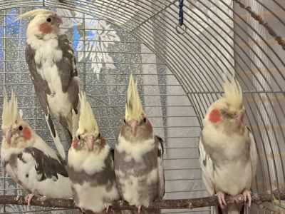 Корелла Домашнього розведення!