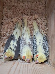 Корелла Домашнього розведення!