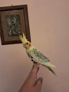 Корелла Домашнього розведення!