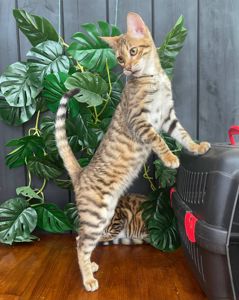 Дівчинка породи Тойгер - Джумбалая