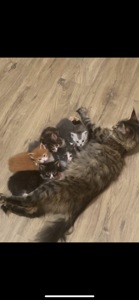 Кошенята Мейн-кун